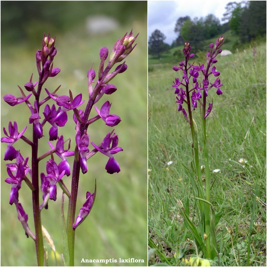 Ophrys tardive e altre orchidee in Epiro - Grecia settentrionale  22_30 maggio 2024.